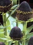 foto Black-Eyed Susan, Echinacea Orientale, Arancio Echinacea, Echinacea Appariscente, nero