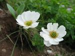 fotoğraf Callianthemum, beyaz