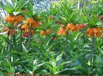 Coronar Fritillaria Imperiales