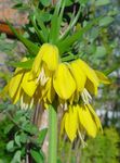 fotografie Crown Imperial Fritillaria, žlutý