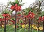 Photo Crown Imperial Fritillaria, red