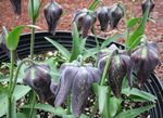 Foto Okruniti Imperijalnih Fritillaria, crno