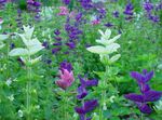 foto Salvia Sclarea, Salvia Dipinto, Horminum Salvia, bianco