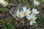 foto Bloodroot, Rood Puccoon, wit