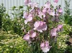 fotografija Checkerbloom, Miniaturni Vrtni Sljez, Prairie Slez, Skladiščnik Slez, roza