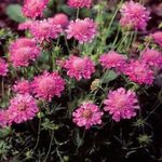 Photo Scabiosa, Pincushion Flower, pink