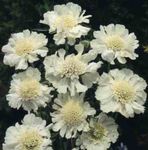 Photo Scabiosa, Pincushion Flower, white