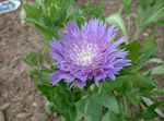 mynd Cornflower Aster, Stokes Aster, lilac