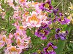 Bilde Fattigmanns Orchid, Butterfly Blomst, rosa