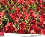 Photo Flowering Tobacco, red