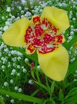 Foto Tiger Blume, Mexikanische Shell Blüten, gelb