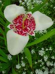 Foto Tiger Blomst, Mexicanske Shell Blomst, hvid