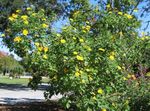 Foto Päevalille Puu, Puu Saialille, Loodusliku Päevalilleõli, Mehhiko Päevalille, kollane