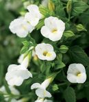 kuva Klovni Kukka, Kolmiotukivarret Kukka, valkoinen
