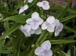 foto Virginia Spiderwort, Tranen Dame, wit
