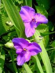 foto Virginia Spiderwort, Le Lacrime Della Signora, lilla