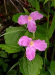 სურათი Trillium, Wakerobin, Tri ყვავილების, Birthroot, ვარდისფერი
