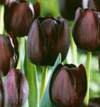 სურათი Tulip, შინდისფერი