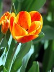fotografija Tulipan, oranžna