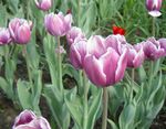 სურათი Tulip, იასამნისფერი