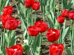 Fil Tulip, röd