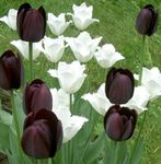 Bilde Tulipan, svart