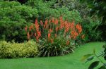 Foto Watsonia, Signalhorn Lilje, rød