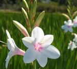 Foto Watsonia, Signalhorn Lilie, weiß