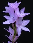 foto Watsonia, Lírio Bugle, lilás