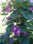 Foto Winde, Blaue Dämmerung Blumen, rosa