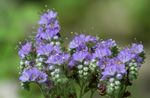 fotoğraf Californian Bluebell, Dantelli Arı Otu, Mavi Bukleler, Tırtıl, Fiddleneck, Örümcek Çiçek, Yabani Heliotrope, açık mavi