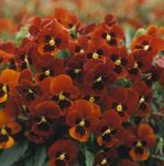 Photo Horned Pansy, Horned Violet, red