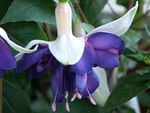 Foto Kaprifolium Fuchsia, blå