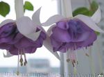 mynd Honeysuckle Fuchsia, lilac