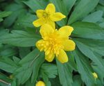 Duplo-Florescido Amarelo Anêmona Madeira, Anêmona De Botão De Ouro