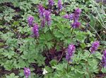 Фото Хохлатки лесные, фиолетовый