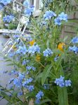 Langue, Gypsyflower De Chien, Chinois Forget-Me-Not