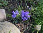 Foto Silbernen Zwergglockenblume, hellblau