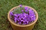 kuva Hopeanhohtoinen Kääpiö Kissankello, violetti
