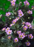 Nuotrauka Persų Violetinė, Vokiečių Violetinė, rožinis