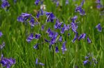 Photo Spanish Bluebell, Wood Hyacinth, blue