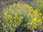 Oregon Soare, Floarea-Soarelui Lanos, Lânos Daisy
