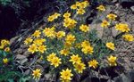 foto Oregon Sunshine, Wollige Zonnebloem, Wollige Daisy, geel