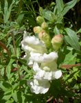 Photo Snapdragon, Weasel's Snout, white