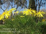 Photo Bush Marguerite, Euryops Verts, jaune