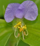 foto Flor Dia, Spiderwort, Viúvas Lágrimas, lilás