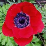 foto Corona Windfower, Windflower Grecian, Papavero Anemone, rosso