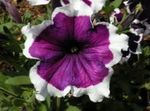 Photo Petunia Fortunia, purple