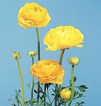 Ranunculus, Farsça Çiçeği, Türban Çiçeği, Farsça Crowfoot