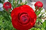 Photo Ranunculus, Persian Buttercup, Turban Buttercup, Persian Crowfoot, red